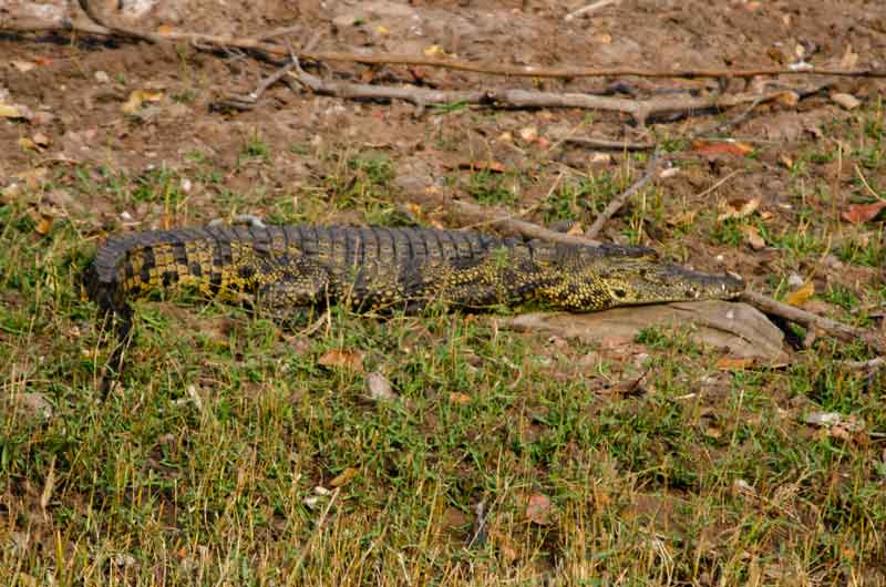 Cocodrilo - parque nacional de Chobe - Botswana 3.jpg